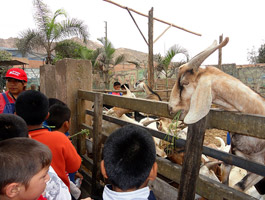 cabrito_granja_heidy