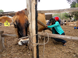 ordenando_granja_heidy